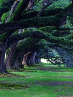 Trees: Magic of Life
