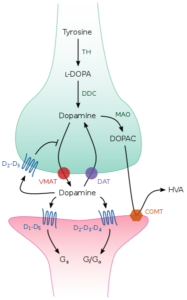 https://upload.wikimedia.org/wikipedia/commons/4/40/Dopaminergic_synapse.svg