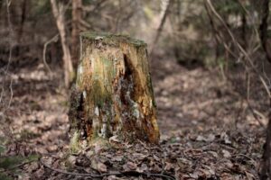 ecomposing, bacteria, evolution, adaptation